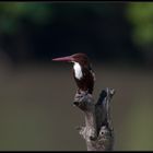 Braunliest - Kingfisher in Tangalle