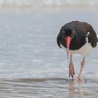 Braunmantel-Austernfischer (Haematopus palliatus), Isabela, Galápagos