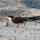 Braunmantel-Scherenschnabel (African Skimmer)