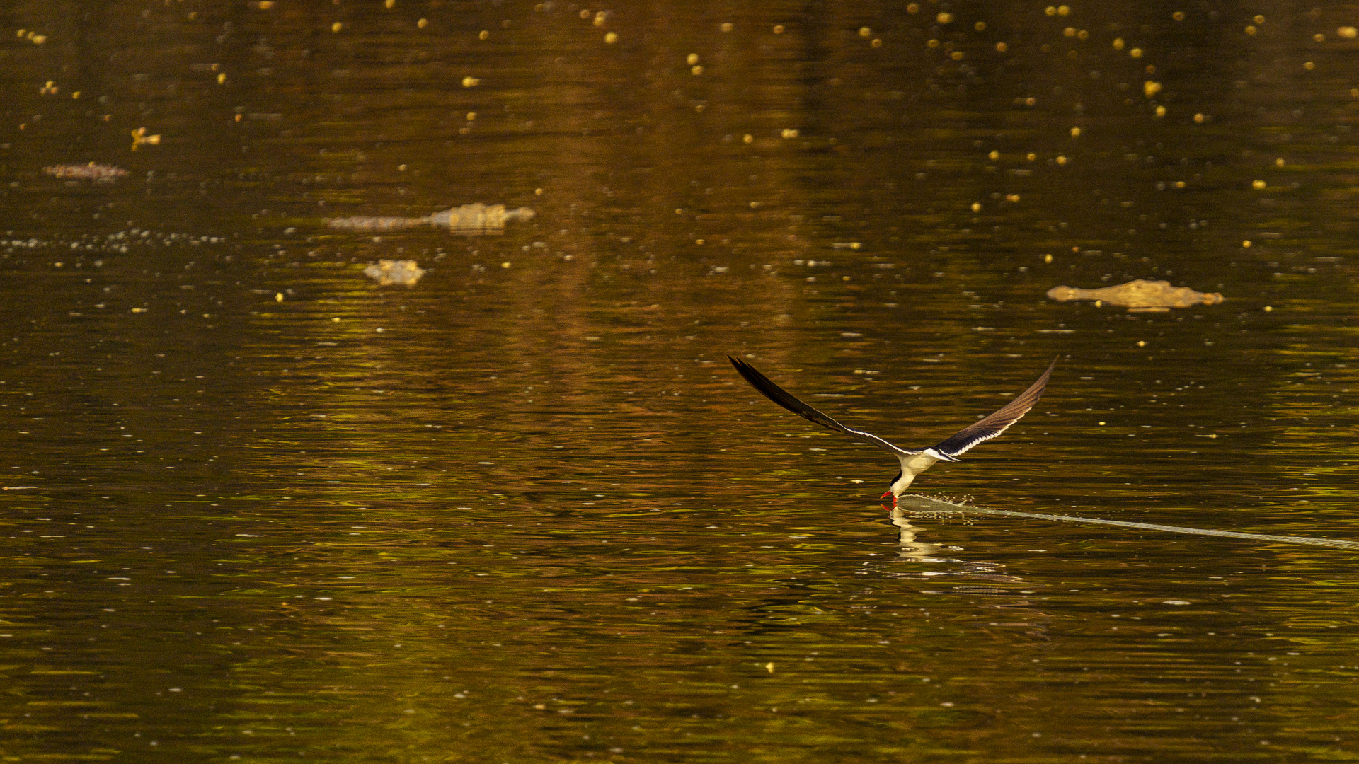 Braunmantel-Scherenschnabel (Rynchops flavirostris) im Mana Pools NP, 2019.09.21.