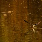 Braunmantel-Scherenschnabel (Rynchops flavirostris) im Mana Pools NP, 2019.09.21.