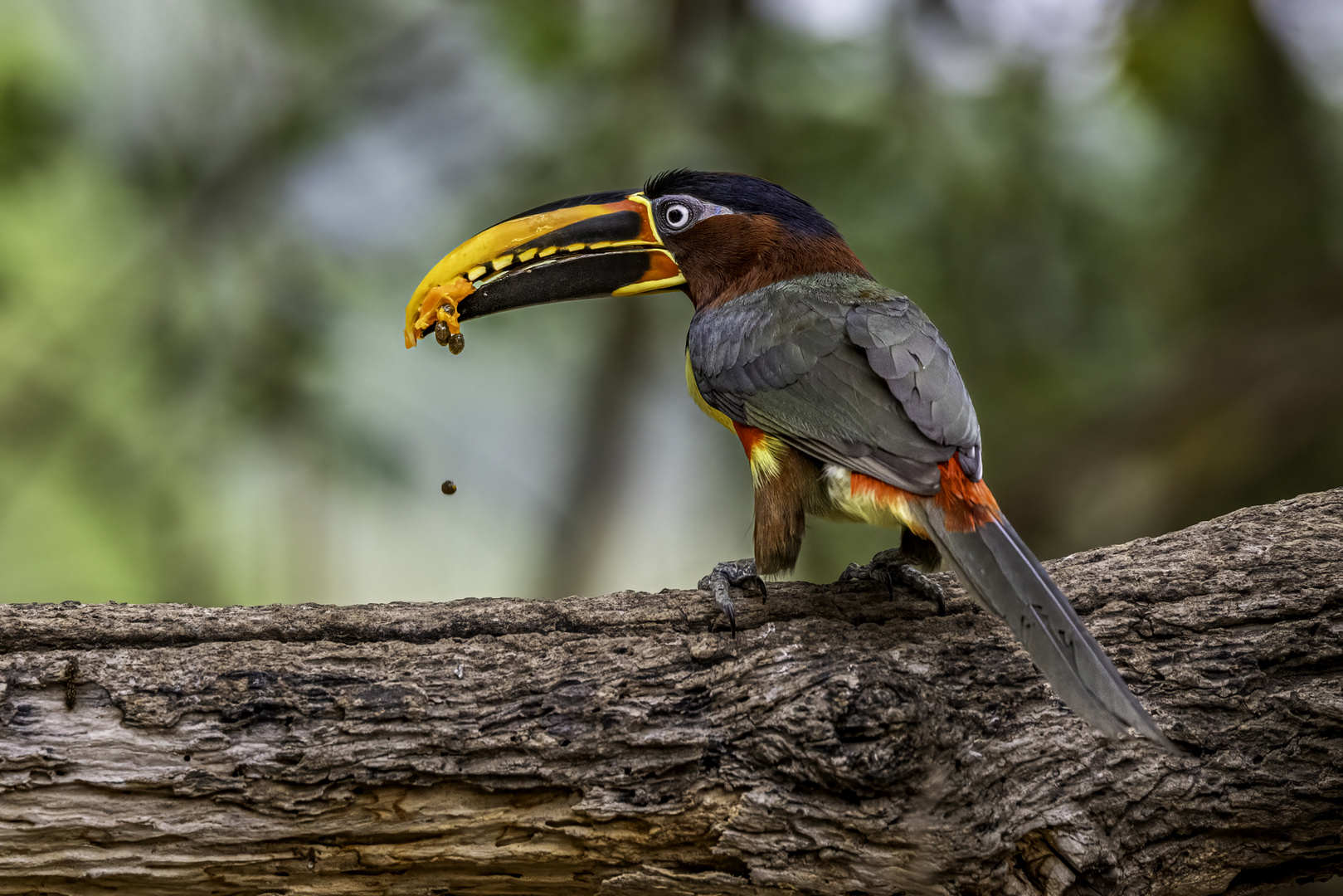 Braunohrarassari (Chestnut-eared Aracari) 