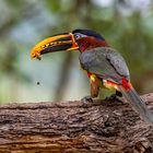 Braunohrarassari (Chestnut-eared Aracari) 