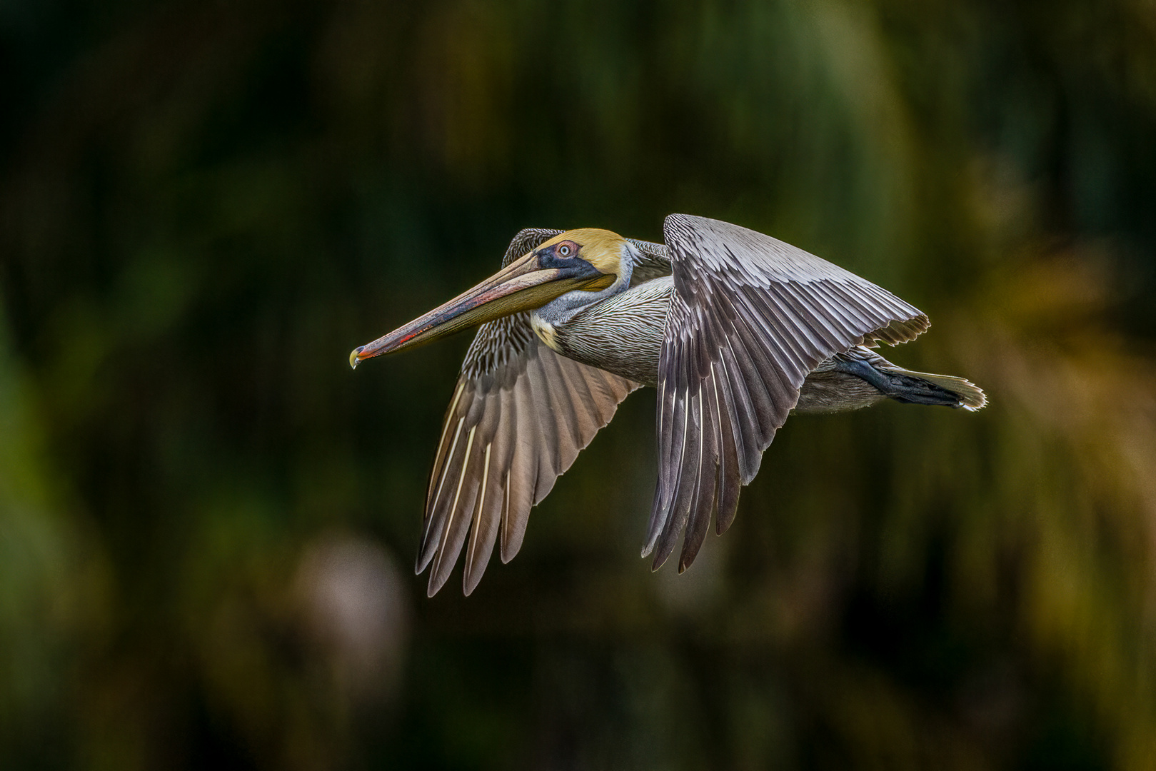 Braunpelikan (Brown Pelican)