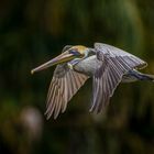 Braunpelikan (Brown Pelican)