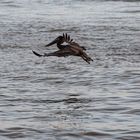 Braunpelikan im Landeanflug