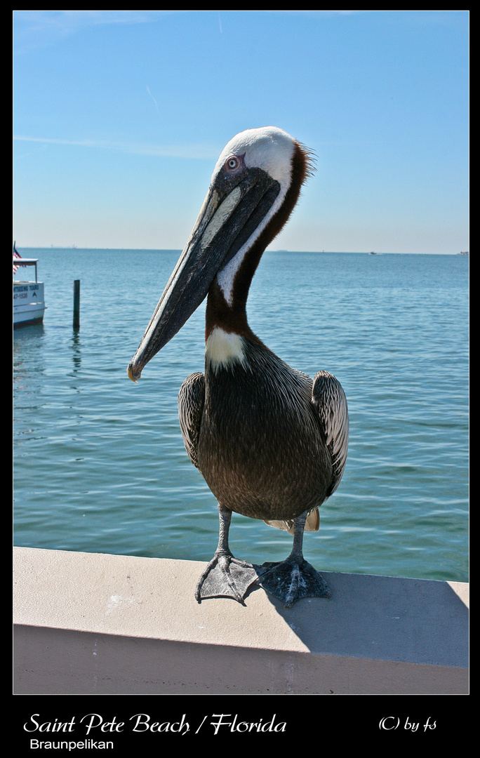 Braunpelikan in St. Pete Beach