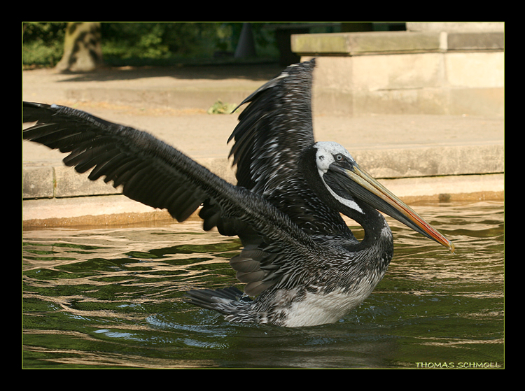 Braunpelikan (Pelecanus occidentalis)