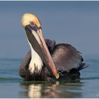 Braunpelikan (Pelecanus occidentalis),