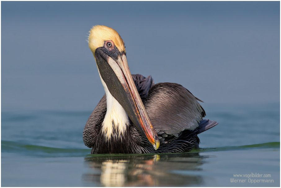 Braunpelikan (Pelecanus occidentalis),