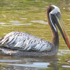 Braunpelikan (Pelecanus occidentalis)