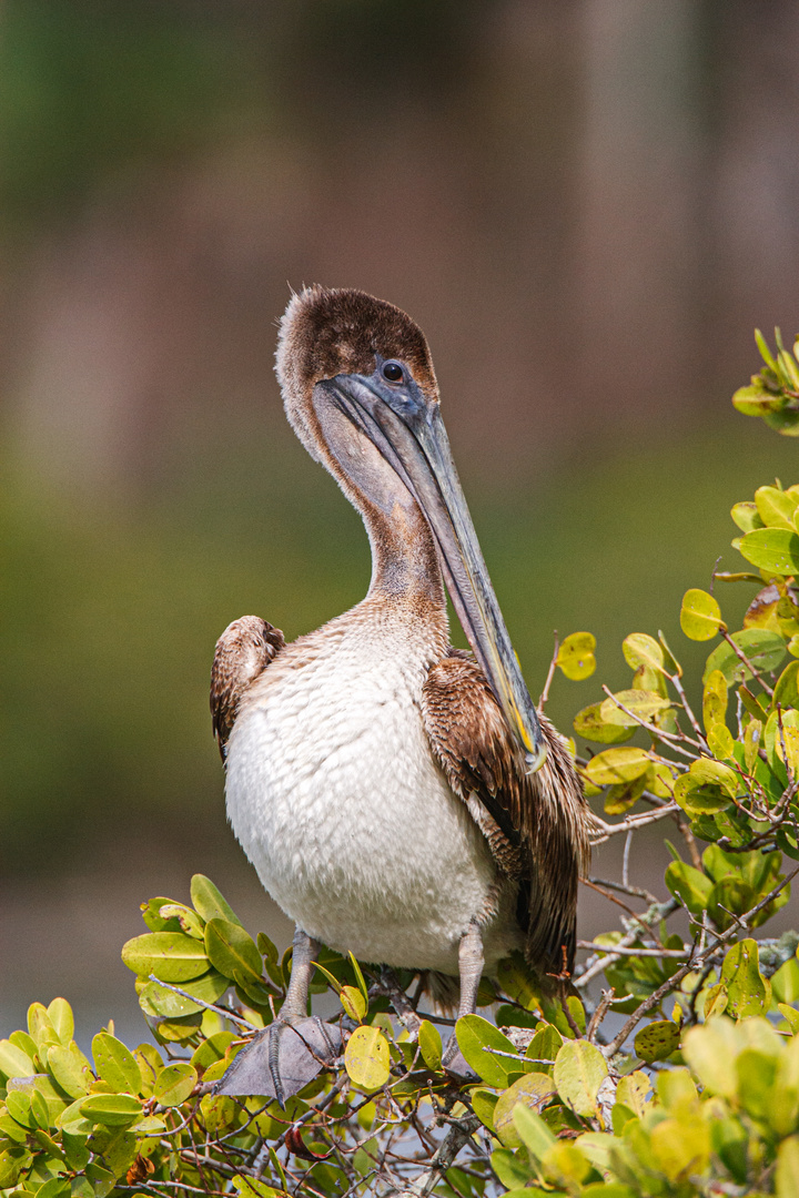 Braunpelikan (Pelecanus occidentalis)