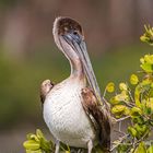 Braunpelikan (Pelecanus occidentalis)