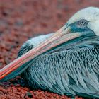 Braunpelikan - Pelecanus occidentalis