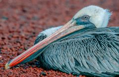 Braunpelikan - Pelecanus occidentalis