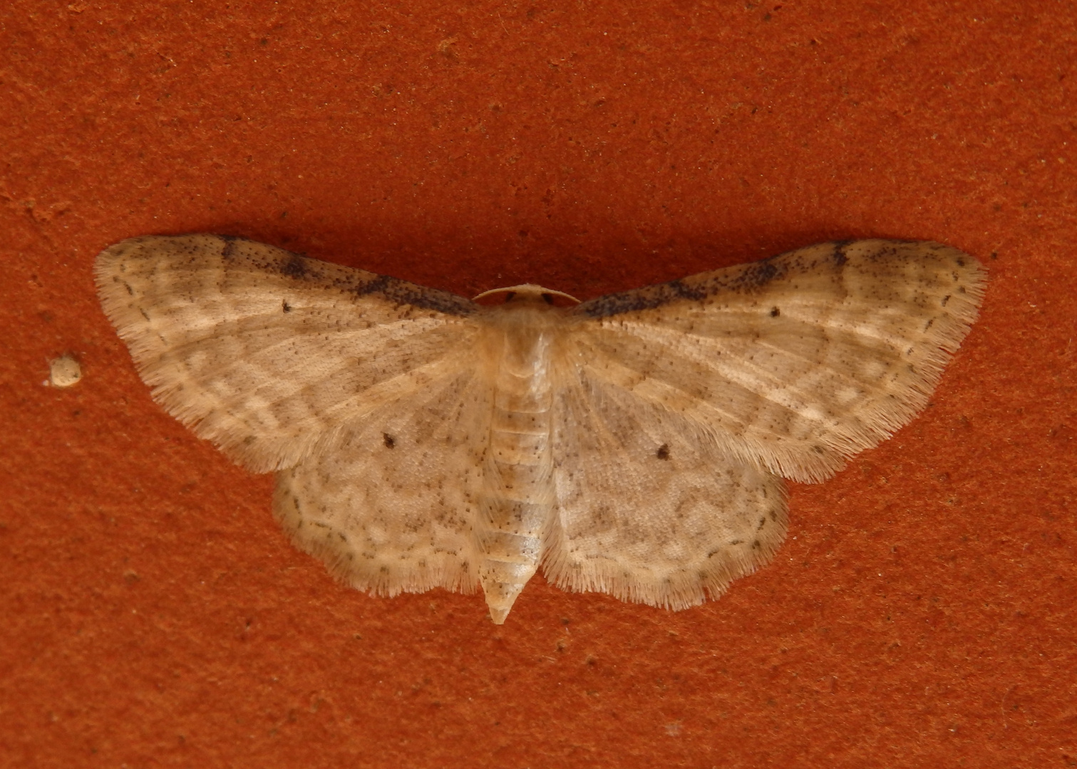 Braunrandiger Zwergspanner (Idaea humiliata) auf der Hauswand