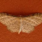 Braunrandiger Zwergspanner (Idaea humiliata) auf der Hauswand