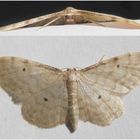 Braunrandiger Zwergspanner (Idaea humiliata)