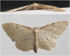 Braunrandiger Zwergspanner (Idaea humiliata)