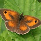 Braunrandiges Ochsenauge (Pyronia tithonus), Männchen