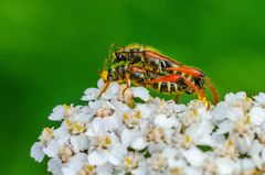 Braunrötlicher Spitzdeckenbock (Stenopterus rufus)