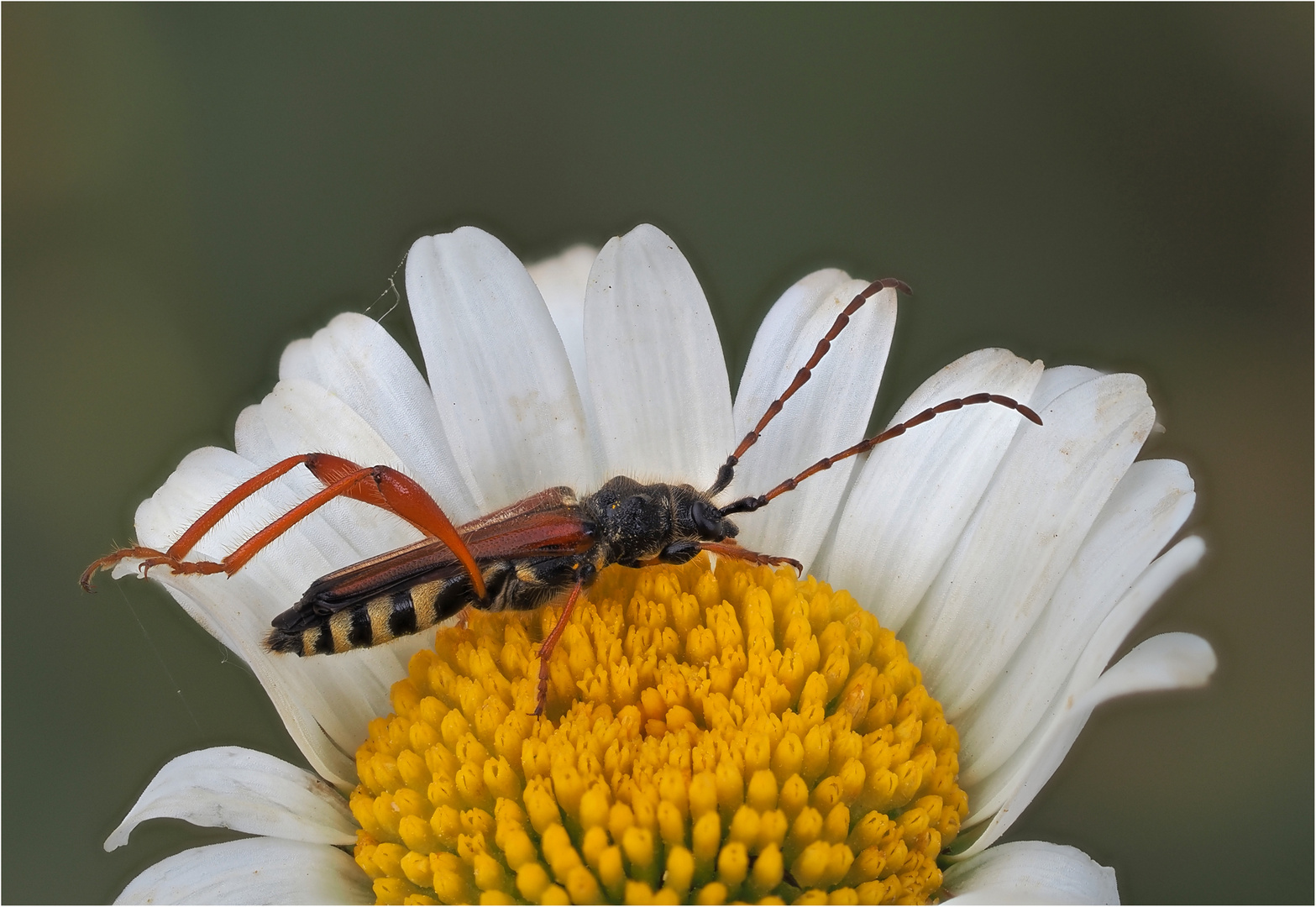 Braunrötlicher Spitzdeckenbock (Stenopterus rufus)