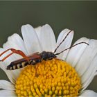 Braunrötlicher Spitzdeckenbock (Stenopterus rufus)