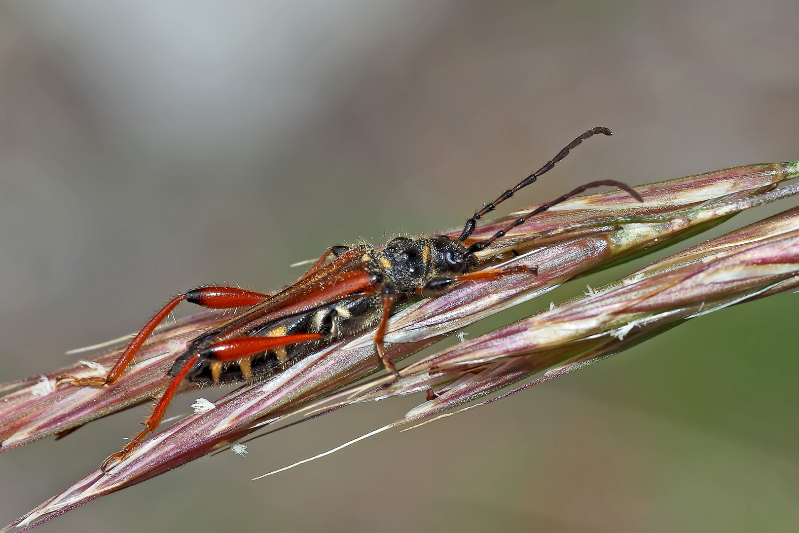 Braunrötlicher Spitzdeckenbock (Stenopterus rufus) - Le Sténoptère roux. 