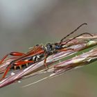 Braunrötlicher Spitzdeckenbock (Stenopterus rufus) - Le Sténoptère roux. 