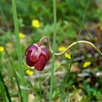 Braunrote Schlauchpflanze