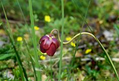 Braunrote Schlauchpflanze