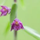 Braunrote Ständelwurz, (Epipactis atrorubens)