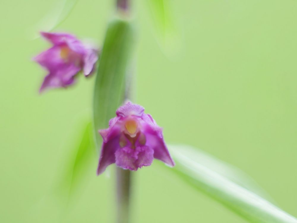 Braunrote Ständelwurz, (Epipactis atrorubens)