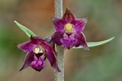 Braunrote Ständelwurz (Epipactis atrorubens)