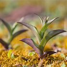 Braunrote Ständelwurz (Epipactis atrorubens)