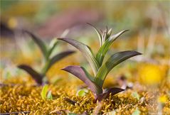 Braunrote Ständelwurz (Epipactis atrorubens)