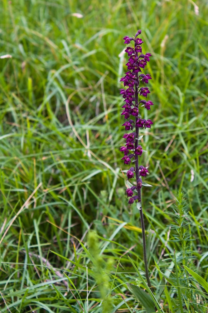 Braunrote Stendelwurz