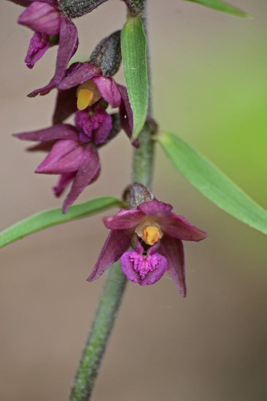 Braunrote Stendelwurz