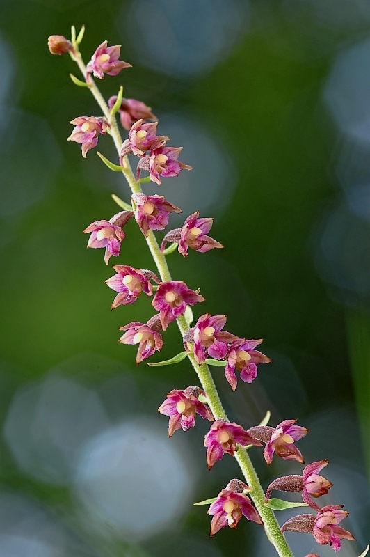 Braunrote Stendelwurz