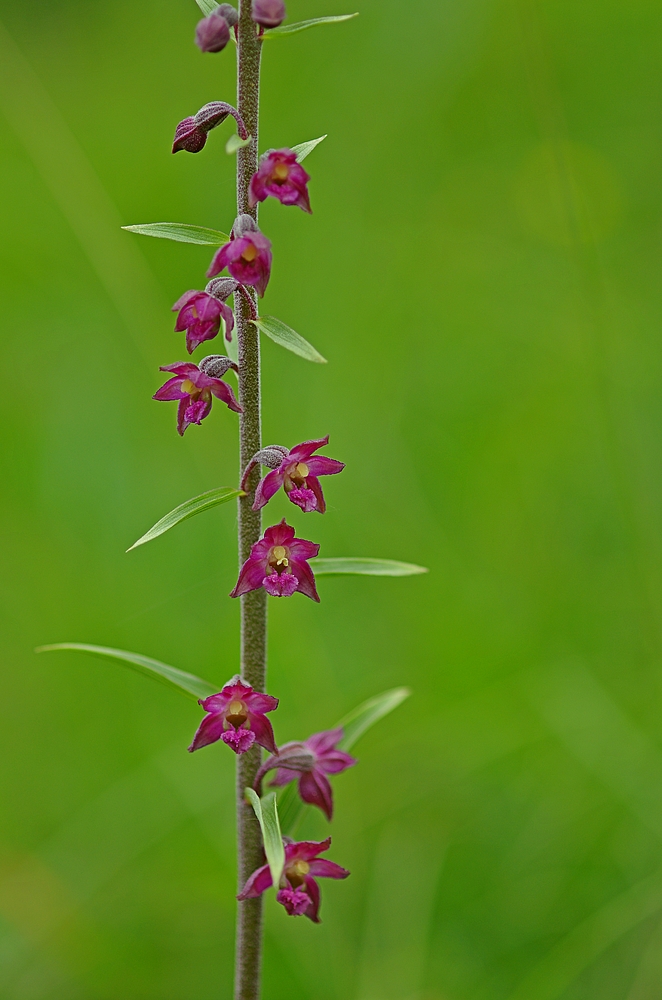 Braunrote Stendelwurz