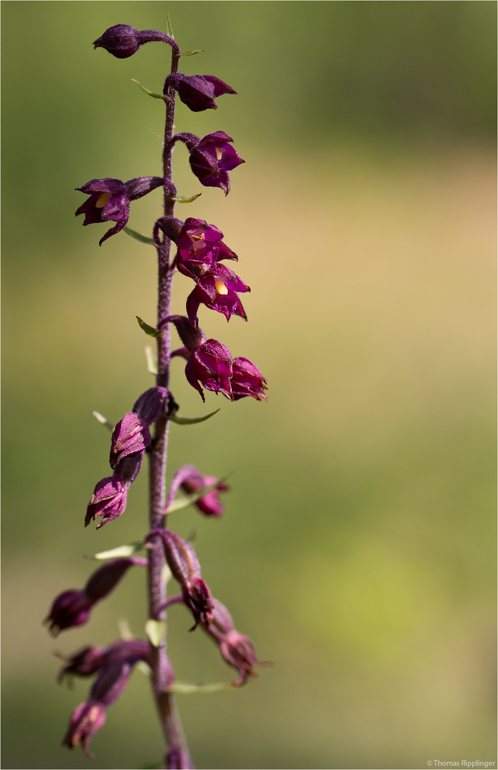 Braunrote Stendelwurz (Epipactis atrorubens) . . .