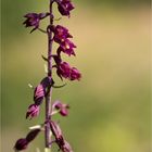 Braunrote Stendelwurz (Epipactis atrorubens) . . .