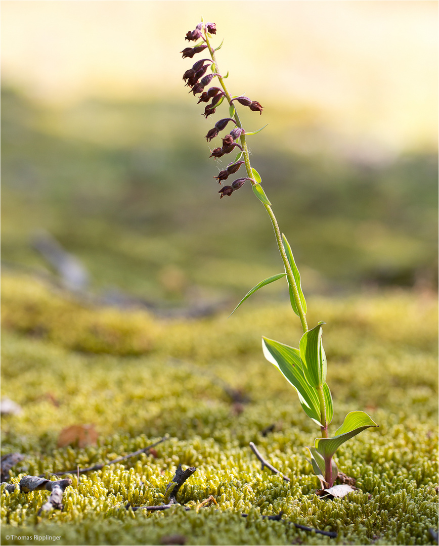 Braunrote Stendelwurz (Epipactis atrorubens)....