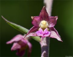 Braunrote Stendelwurz (Epipactis atrorubens )