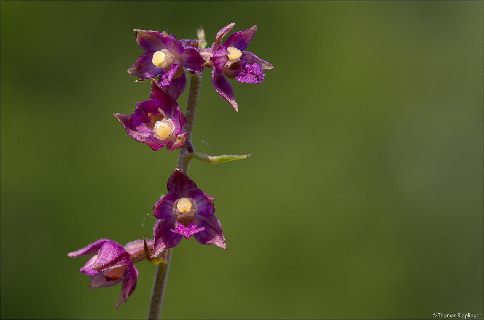 Braunrote Stendelwurz (Epipactis atrorubens)..........