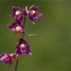 Braunrote Stendelwurz (Epipactis atrorubens)..........