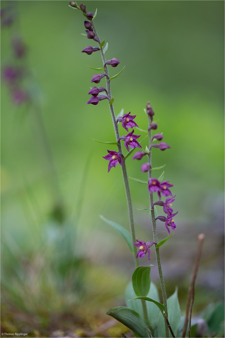 Braunrote Stendelwurz (Epipactis atrorubens).