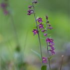 Braunrote Stendelwurz (Epipactis atrorubens).