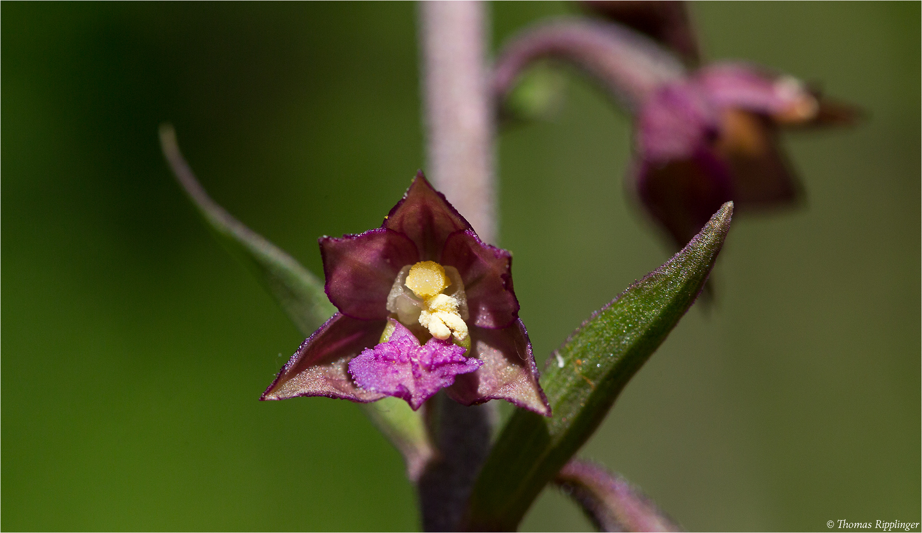 Braunrote Stendelwurz (Epipactis atrorubens )