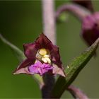 Braunrote Stendelwurz (Epipactis atrorubens )